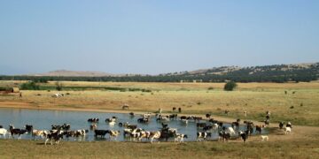 Livestock
