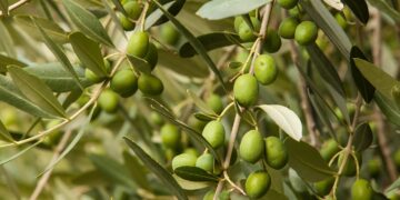 Olive